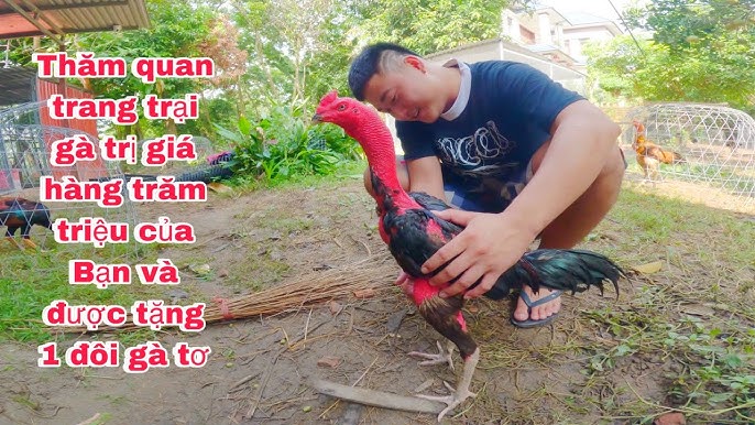 Vé Số Trực Tuyến – Trải Nghiệm Độc Đáo Với Gà Chọi 1kg-V7 6 9 – Craft Tavern