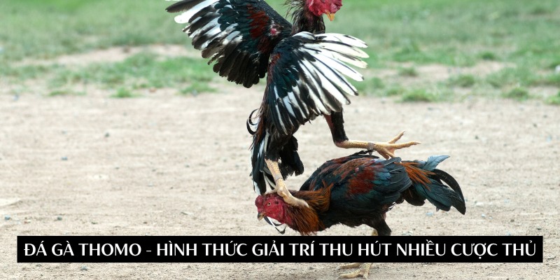 Trải Nghiệm Đá Gà Trực Tiếp Thomo: Cơ Hội Giao Lưu và Kiếm Thưởng Mỗi Tháng